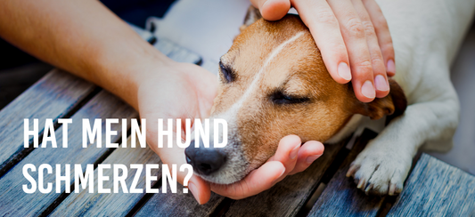 Hat mein Hund Schmerzen?