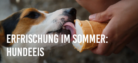 Erfrischung im Sommer: Hundeeis