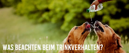 Trinkverhalten