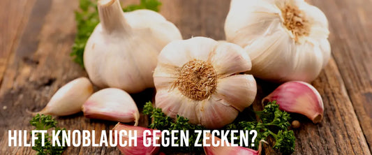 Hilft Knoblauch gegen Zecken?