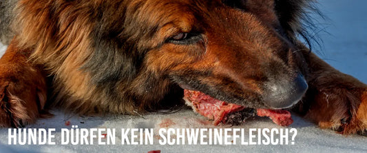 Hunde dürfen kein Schweinefleisch?